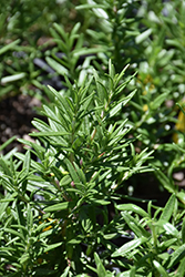 Spice Islands Rosemary (Rosmarinus officinalis 'Spice Islands') at The Green Spot Home & Garden