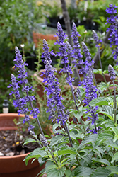 Mystic Spires Sage (Salvia 'Mystic Spires') at The Green Spot Home & Garden