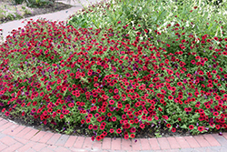 Tidal Wave Red Velour Petunia (Petunia 'Tidal Wave Red Velour') at The Green Spot Home & Garden