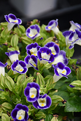 Kauai Deep Blue Torenia (Torenia 'PAS786690') at The Green Spot Home & Garden