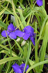 Blue And Gold Spiderwort (Tradescantia x andersoniana 'Blue And Gold') at The Green Spot Home & Garden