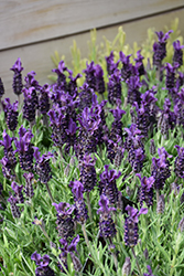 Anouk Deep Rose Spanish Lavender (Lavandula stoechas 'Anouk Deluxe 179') at The Green Spot Home & Garden