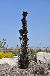 Midnite Spire Columnar Crabapple (Malus 'Midnite Spire') at The Green Spot Home & Garden