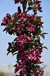 Midnite Spire Columnar Crabapple (Malus 'Midnite Spire') at The Green Spot Home & Garden