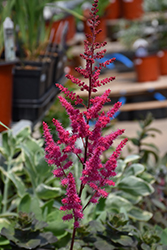 Mighty Chocolate Cherry Chinese Astilbe (Astilbe chinensis 'Mighty Chocolate Cherry') at The Green Spot Home & Garden