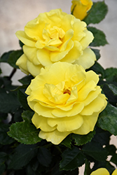 Sunsprite Rose (Rosa 'Sunsprite') at The Green Spot Home & Garden
