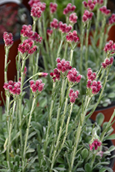 Red Pussytoes (Antennaria dioica 'Rubra') at The Green Spot Home & Garden