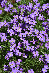 Little Treasure Deep Rose Wall Cress (Arabis caucasica 'Little Treasure Deep Rose') at The Green Spot Home & Garden