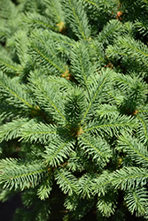 Meyer's Blue Spruce (Picea meyeri) at The Green Spot Home & Garden