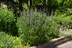 Purple Smoke False Indigo (Baptisia 'Purple Smoke') at The Green Spot Home & Garden