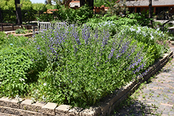 Blue Wild Indigo (Baptisia australis) at The Green Spot Home & Garden