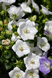 Rapido White Bellflower (Campanula carpatica 'Rapido White') at The Green Spot Home & Garden