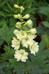 New Millennium Mini Stars Larkspur (Delphinium 'New Millennium Mini Stars') at The Green Spot Home & Garden