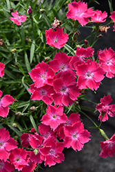 Beauties Kahori Scarlet Pinks (Dianthus 'Kahori Scarlet') at The Green Spot Home & Garden