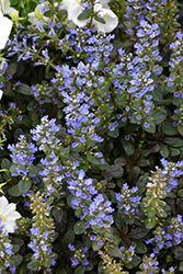 Chocolate Chip Bugleweed (Ajuga reptans 'Chocolate Chip') at The Green Spot Home & Garden