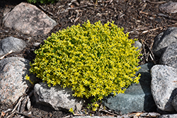 Golden Moss Stonecrop (Sedum acre 'Aureum') at The Green Spot Home & Garden