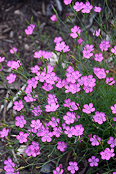 Maiden Pinks (Dianthus deltoides) at The Green Spot Home & Garden