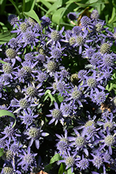 Blue Hobbit Sea Holly (Eryngium planum 'Blue Hobbit') at The Green Spot Home & Garden