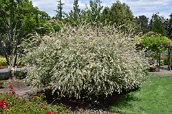 Tricolor Willow (Salix integra 'Hakuro Nishiki') at The Green Spot Home & Garden