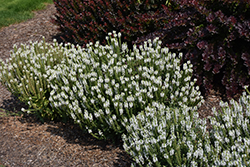 Snow Hill Sage (Salvia x sylvestris 'Snow Hill') at The Green Spot Home & Garden