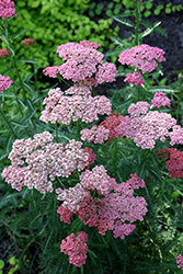 Apricot Delight Yarrow (Achillea millefolium 'Apricot Delight') at The Green Spot Home & Garden