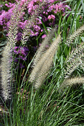 Fuzzy Fountain Grass (Pennisetum setaceum 'Fuzzy') at The Green Spot Home & Garden