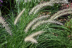 Fuzzy Fountain Grass (Pennisetum setaceum 'Fuzzy') at The Green Spot Home & Garden