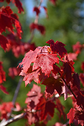 Regal Celebration Maple (Acer x freemanii 'Regal Celebration') at The Green Spot Home & Garden