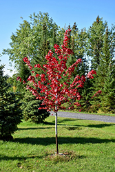 Regal Celebration Maple (Acer x freemanii 'Regal Celebration') at The Green Spot Home & Garden