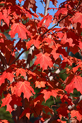 Inferno Sugar Maple (Acer saccharum 'Jeferno') at The Green Spot Home & Garden