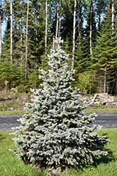 Crystal Blue Spruce (Picea pungens 'Crystal Blue') at The Green Spot Home & Garden