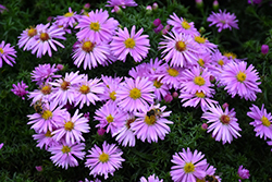 Woods Pink Aster (Symphyotrichum 'Woods Pink') at The Green Spot Home & Garden