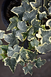 Glacier Ivy (Hedera helix 'Glacier') at The Green Spot Home & Garden