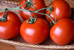 Bush Champion II Tomato (Solanum lycopersicum 'Bush Champion II') at The Green Spot Home & Garden