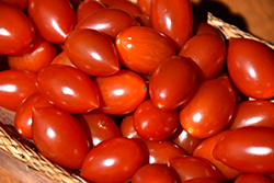 Juliet Tomato (Solanum lycopersicum 'Juliet') at The Green Spot Home & Garden