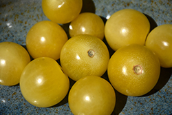 Tumbling Tom Yellow Tomato (Solanum lycopersicum 'Tumbling Tom Yellow') at The Green Spot Home & Garden