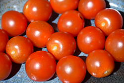 Sweet 100 Tomato (Solanum lycopersicum 'Sweet 100') at The Green Spot Home & Garden