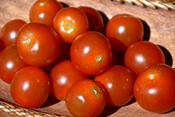 Sweet Million Tomato (Solanum lycopersicum 'Sweet Million') at The Green Spot Home & Garden