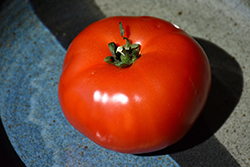 Bush Early Girl Tomato (Solanum lycopersicum 'Bush Early Girl') at The Green Spot Home & Garden