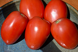 Amish Paste Tomato (Solanum lycopersicum 'Amish Paste') at The Green Spot Home & Garden