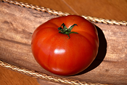 Burpee's Big Boy Tomato (Solanum lycopersicum 'Burpee's Big Boy') at The Green Spot Home & Garden