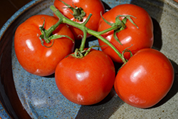 Manitoba Tomato (Solanum lycopersicum 'Manitoba') at The Green Spot Home & Garden