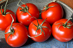 Patio Tomato (Solanum lycopersicum 'Patio') at The Green Spot Home & Garden