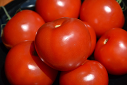 Mountain Merit Tomato (Solanum lycopersicum 'Mountain Merit') at The Green Spot Home & Garden