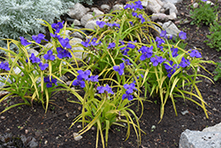 Sweet Kate Spiderwort (Tradescantia x andersoniana 'Sweet Kate') at The Green Spot Home & Garden