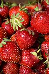 Delizz Strawberry (Fragaria 'Delizz') at The Green Spot Home & Garden