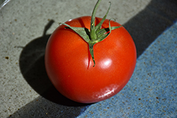 Early Girl Tomato (Solanum lycopersicum 'Early Girl') at The Green Spot Home & Garden