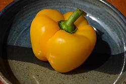 Golden California Sweet Pepper (Capsicum annuum 'Golden California') at The Green Spot Home & Garden