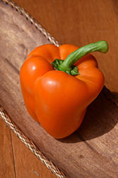 Orange Blaze Pepper (Capsicum annuum 'Orange Blaze') at The Green Spot Home & Garden