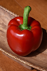 Red Knight Pepper (Capsicum annuum 'Red Knight') at The Green Spot Home & Garden